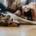 Breed and Size Restrictions for Renting with Pets